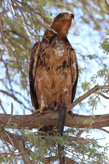 Tawny Eagle and snake prey in the Kgalagadi