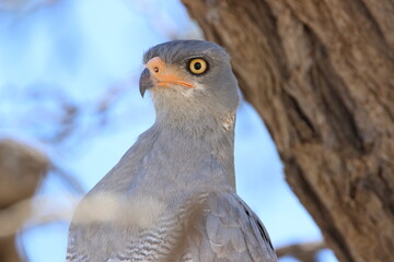 Pale Chanting Goshawk in the Kgalagadi