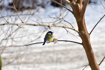 The bird tit sits on a tree branch.