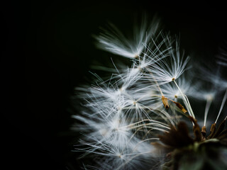 dandelion seed head
