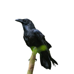 Common raven on old stump. Corvus corax isolated on a white background