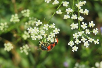 Red trichodes beetle on white falcaria flowers on natural green background
