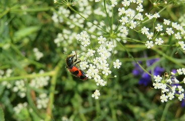 Red trichodes beetle on white falcaria flowers in the meadow
