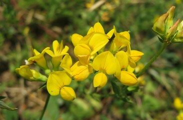 Yellow lotus corniculatus  flowers in the meadow, closeup