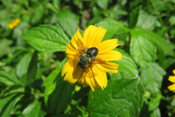 Black bee on yellow flower on natural green background