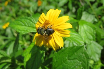 Black tropical bee on yellow flower in the garden, natural green leaves background