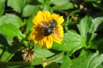 Black tropical bee on yellow sphagneticola flower in Florida nature, closeup