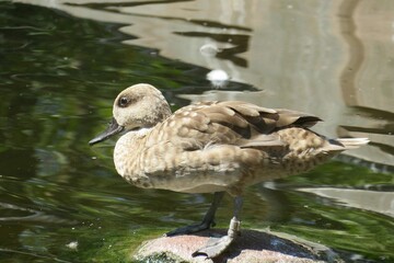Brown marbled duck on the water background