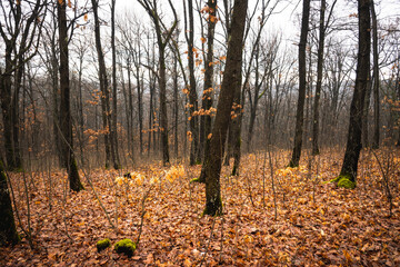 Late autumn landscape. Autumn scene in the forest. The fallen leaves covered the ground. 