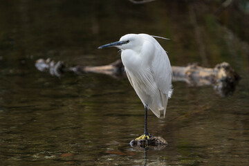 Little egret in a pond, Beddington, Surrey, UK