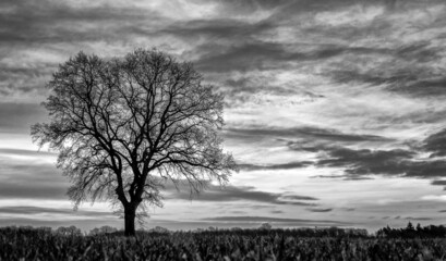 A black and white image of a single tree silhouetted against a cloudy sky background