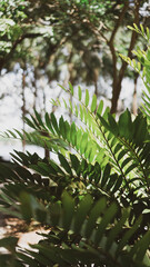 branches in the forest