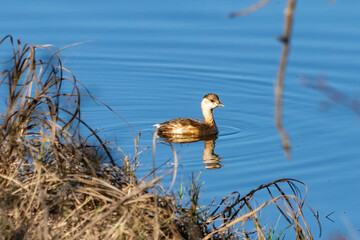 A little grebe (Tachybaptus ruficollis), also known as dabchick, is a member of the grebe family of water birds