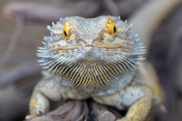 Iguana potrait seen by Nyiregyhaza Zoo, Hungary. Nyiregyhaza Zoo is one of the biggest Zoo in Hungary. 