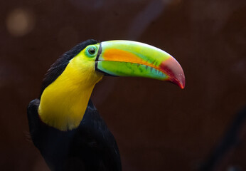 A beautiful toucan seen by Nyregyhaza Zoo. The Nyíregyháza Zoo (Nyíregyházi Állatpark – Animal Park of Nyíregyháza, also known as Sóstó Zoo) is located 5 km (approx 3.3 miles) north of Nyíregyháza.