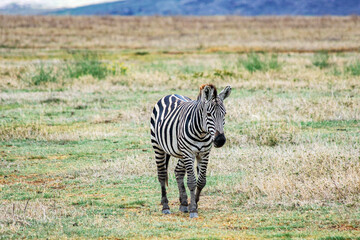 Naklejka premium zebra in the grass