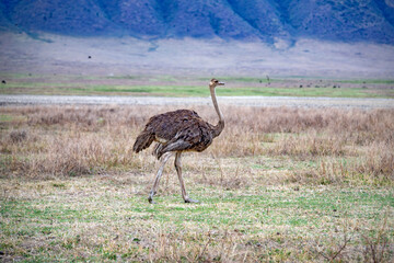 Naklejka premium ostrich in the wild