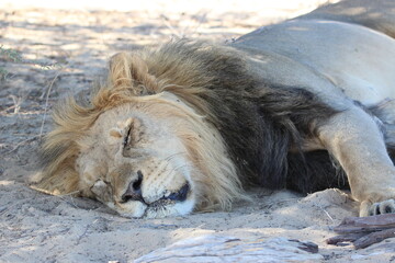 Naklejka premium Male Lion in the Kgalagadi