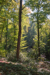 au coeur de la fôret