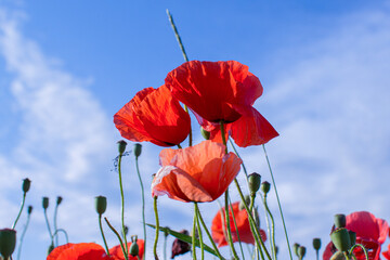 Fototapeta premium poppy flowers against sky