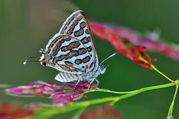 Macro shots, Beautiful nature scene. Closeup beautiful butterfly sitting on the flower in a summer garden.