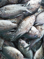 Top view of fresh caught fish, Mediterranean chromis from the local seafood market in Dalmatia, Croatia
