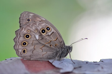 Macro shots, Beautiful nature scene. Closeup beautiful butterfly sitting on the flower in a summer garden.