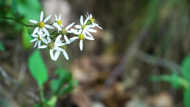 Doellingeria scabra is a perennial herb of the family Asteraceae from Eurasia