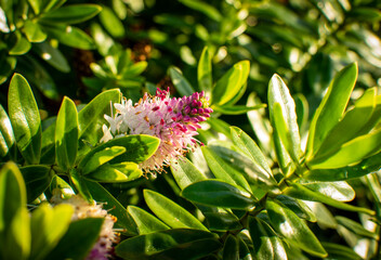 Spring, flourishes plants