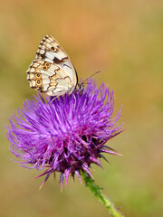 Macro shots, Beautiful nature scene. Closeup beautiful butterfly sitting on the flower in a summer garden.