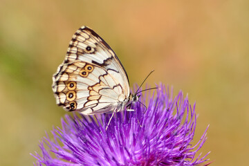 Macro shots, Beautiful nature scene. Closeup beautiful butterfly sitting on the flower in a summer garden.