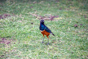 pheasant in the grass