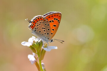 Macro shots, Beautiful nature scene. Closeup beautiful butterfly sitting on the flower in a summer garden.