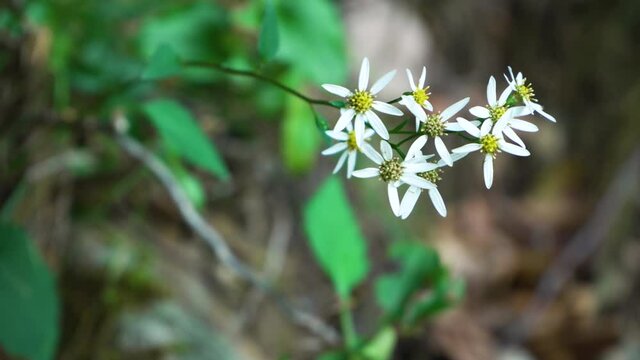 Doellingeria scabra is a perennial herb of the family Asteraceae from Eurasia