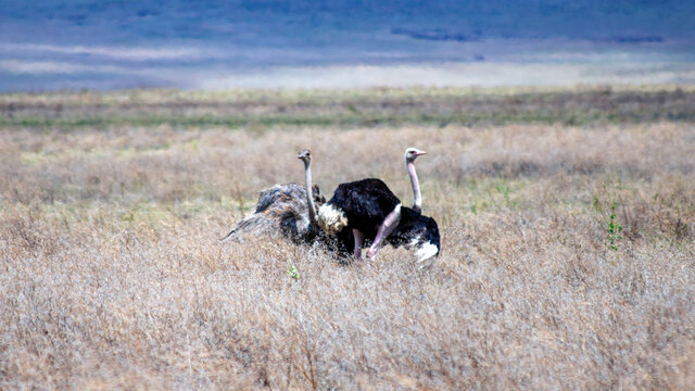 ostrich walking in the field