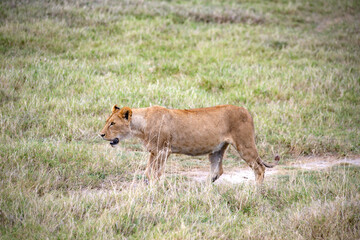 lion cub in the grass
