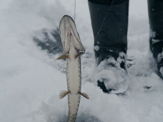 Winter fishing on the river. The pike fell for the bait from the ice-hole.