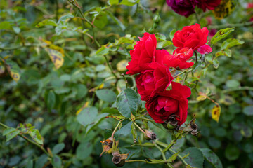 Rosengarten Saarbrücken