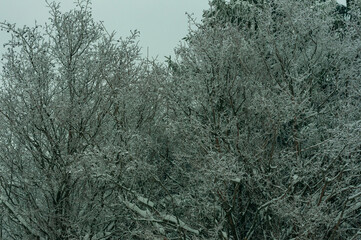 Winter forest in the village of Sosnovy Solonets, Samarskaya Luka National Park!