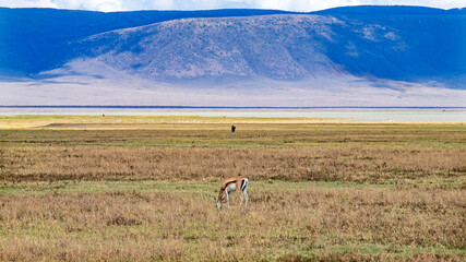 African wild animals in Tanzania