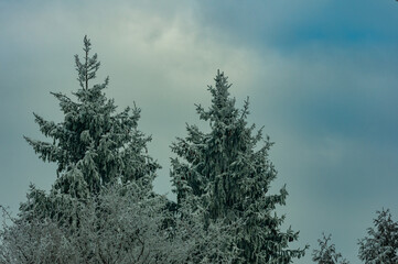Fototapeta premium Winter forest in the village of Sosnovy Solonets, Samarskaya Luka National Park!