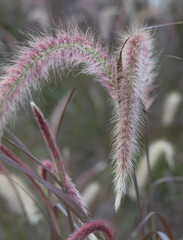 Beautiful purple-white field of fountain grasses or Pennisetum Advena Rubrum