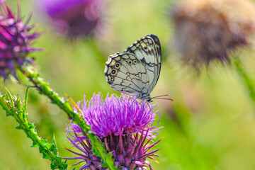 Macro shots, Beautiful nature scene. Closeup beautiful butterfly sitting on the flower in a summer garden.