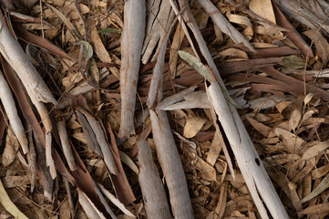 Textured Gum tree Bark euqualipt for background or screen saver