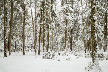 Winter forest in the snow, beautiful nature.