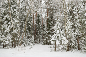 Winter forest in the snow, beautiful nature.