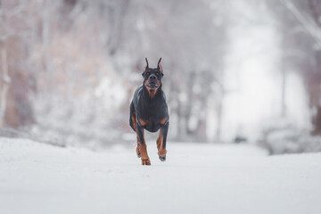 dog doberman in winter