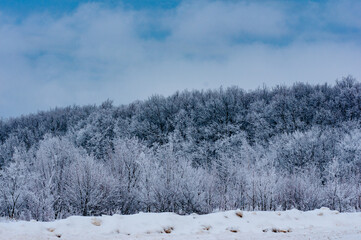Winter forest in the village of Sosnovy Solonets, Samarskaya Luka National Park!