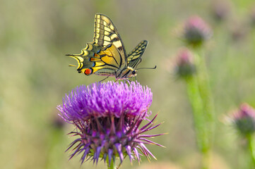 Macro shots, Beautiful nature scene. Closeup beautiful butterfly sitting on the flower in a summer garden.