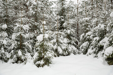 Young spruce in the snow. Winter forest, beautiful nature